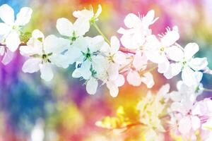 blühende Zweigkirsche. leuchtend bunte Frühlingsblumen foto