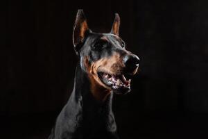 Dobermann Pinscher gegen schwarz Hintergrund Vorderseite Aussicht foto