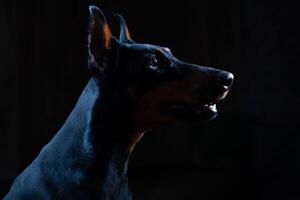 Dobermann Pinscher gegen schwarz Hintergrund Vorderseite Aussicht foto