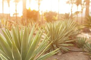 Gruppe von Kaktus Gebüsch auf das dekorativ Blume Garten von Agave foto