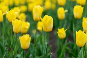 Gelb Tulpe Blumen Hintergrund draussen foto