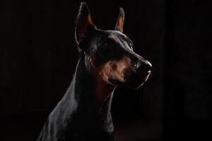 Dobermann Pinscher gegen schwarz Hintergrund Vorderseite Aussicht foto