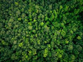Antenne oben Aussicht von Grün Bäume im Wald. Drohne Aussicht von dicht Grün Baum erfasst co2. Grün Baum Natur Hintergrund zum Kohlenstoff Neutralität und Netz Null Emissionen Konzept. nachhaltig Grün Umfeld. foto