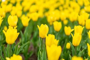 Gelb Tulpe Blumen Hintergrund draussen foto