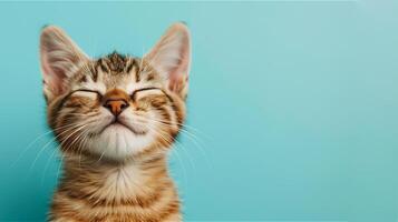 ai generiert glücklich lächelnd Katze auf Blau Hintergrund foto