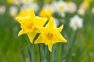 Narzissen beim Ostern Zeit auf ein Wiese. Gelb Blumen scheinen gegen das Grün Gras foto