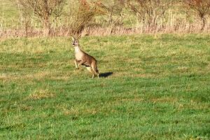 Hirsch auf das Lauf im ein Wiese. Springen Über das Grün Gras. Tier Foto