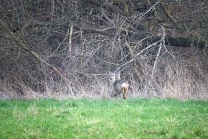 Hirsch auf ein Wiese, aufmerksam und füttern. versteckt unter das Gebüsch. Tier Foto