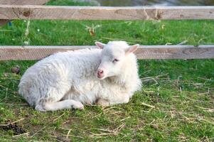 Ostern Lamm Lügen auf ein Grün Wiese. Weiß wolle auf ein Bauernhof Tier auf ein Bauernhof. Tier foto