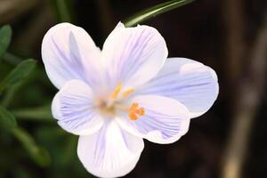 Single Krokus Blume im ein Wiese im Sanft warm Licht. Frühling Blumen Das Herold Frühling foto