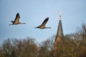 Kräne fliegen im das Blau Himmel im Vorderseite von das Kirche Turm. wandernd Vögel auf das darss foto