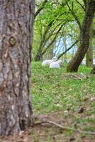 Ostern Lämmer Lügen zwischen Bäume im ein Grün Wiese. Weiß wolle auf ein Bauernhof Tier foto
