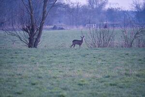 Hirsch auf ein Wiese, warnen und Fütterung im das Morgen Std. versteckt unter das Gebüsch foto