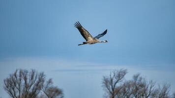 Kräne fliegen im das Blau Himmel im Vorderseite von Bäume. wandernd Vögel auf das Verdammt. Tierwelt foto