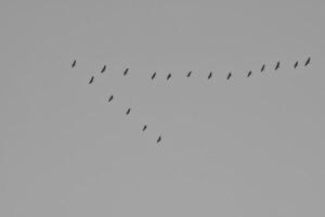 Kräne fliegen im v Formation im das Himmel. wandernd Vögel auf das Verdammt. zurück ,Weiss foto