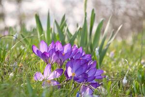 Krokusse im ein Wiese im Sanft warm Licht. Frühling Blumen Das Herold Frühling. Blumen foto