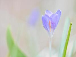 Single Krokus Blume zart abgebildet im Sanft warm Licht. Frühling Blumen foto