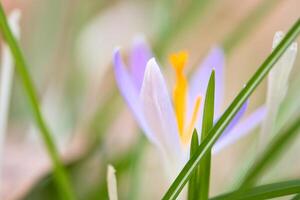 Single Krokus Blume zart abgebildet im Sanft warm Licht. Frühling Blumen foto