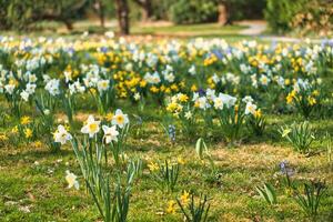 Narzissen beim Ostern Zeit auf ein Wiese. Gelb Weiß Blumen scheinen gegen das Gras foto