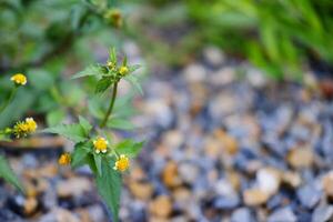 Blühen Gelb Galinsoga parviflora Blumen im tropisch Garten foto