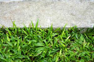 Zement Boden und Beton Fußboden dekoriert mit Gras Feld im tropisch Garten foto