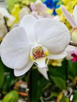 Aussicht von das blühen von ein schön Orchidee Blume foto