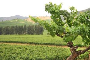 Landschaften und Einzelheiten von schön chilenisch Weinberge foto