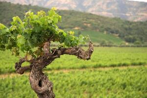 Landschaften und Einzelheiten von schön chilenisch Weinberge foto