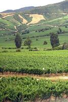 Landschaften und Einzelheiten von schön chilenisch Weinberge foto