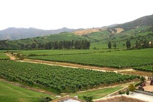 Landschaften und Einzelheiten von schön chilenisch Weinberge foto