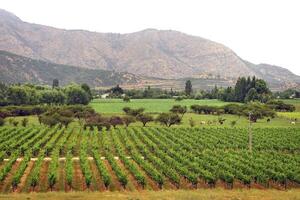 Landschaften und Einzelheiten von schön chilenisch Weinberge foto