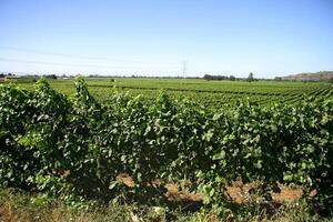 Landschaften und Einzelheiten von schön chilenisch Weinberge foto