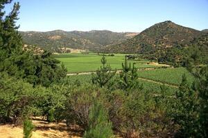 Landschaften und Einzelheiten von schön chilenisch Weinberge foto