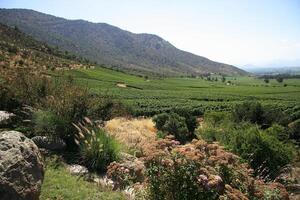 Landschaften und Einzelheiten von das schön chilenisch Weinberge foto
