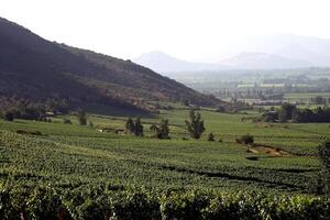 Landschaften und Einzelheiten von das schön chilenisch Weinberge foto