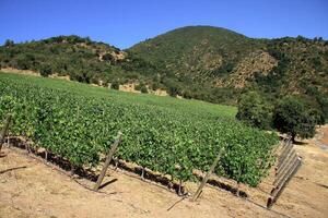 Landschaften und Einzelheiten von das schön chilenisch Weinberge foto