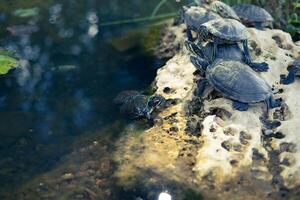 Familie von klein Schildkröten im das Stadt Teich foto