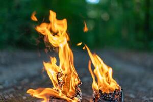 Zungen von Flamme schließen auf das Hintergrund von das Abend Wald. foto