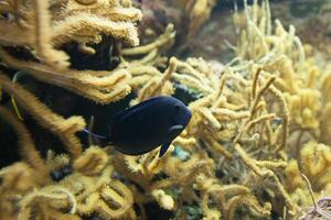 Fische im Aquarium oder Reservoir unter Wasser auf Fisch Bauernhof foto