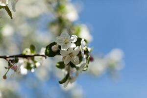 Apfel blühen Über Natur Hintergrund, schön Frühling Blumen foto