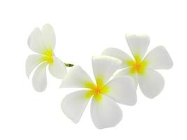 tropische Blumen Frangipani isoliert auf weißem Hintergrund foto