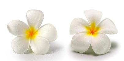 Frangipani-Blume isoliert auf weiß foto