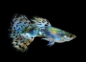 schöner Guppy auf schwarzem Hintergrund isoliert foto