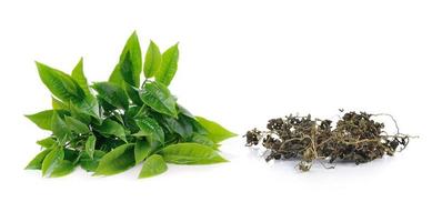 grünes Teeblatt und trockener Tee isoliert auf weißem Hintergrund foto