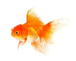 orangefarbener Goldfisch isoliert auf weißem Hintergrund