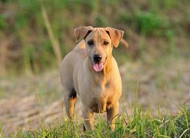 thailändischer ridgeback hund foto