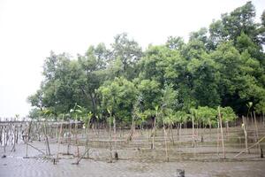 Mangrove Pflanzen Aktivitäten mit niemand Nein Person auf Feuchtgebiete , Strand , Mangrove Wald Bereich mit Baum und Regen Wolken Himmel Hintergrund foto