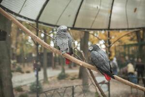 zwei schön Papagei im ein Zoo Käfig tropisch grau Vogel ich foto
