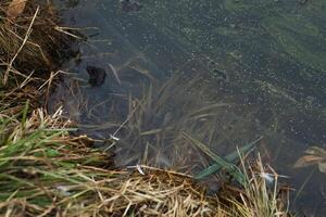 Gelb Gras sprießen im das flach Wasser von ein See im früh Frühling foto