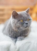 gut aussehend Erwachsene britisch kurzes Haar Katze. schließen oben Porträt. foto